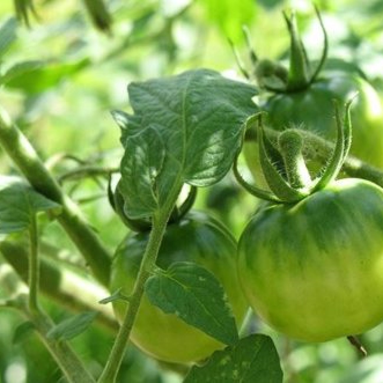 Quick Cumin- Rich Tomatoes