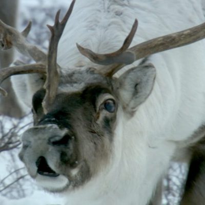 Reindeer Noses